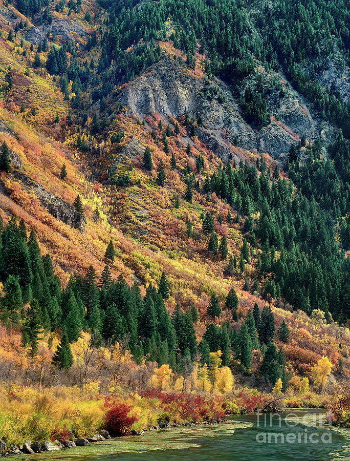 fall colored aspens populus tremuloides stream provo county utah by Dave Welling fall colored aspens populus tremuloides stream provo county utah by Dave Welling