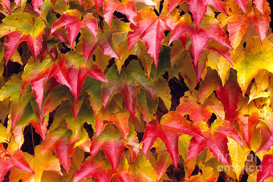 Fall Photograph - Fall Colored Ivy by Rita Ariyoshi - Printscapes