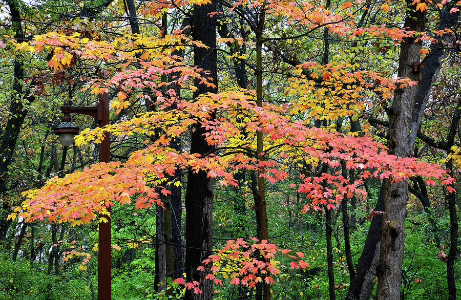 Fall Colored Maples in Bull Valley Photograph by Ray Mathis