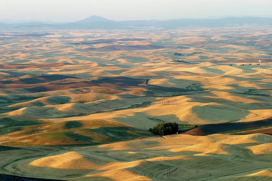 Fall-colored Palouse Hills, Steptoe Butte Sp, Washington Photograph by ...