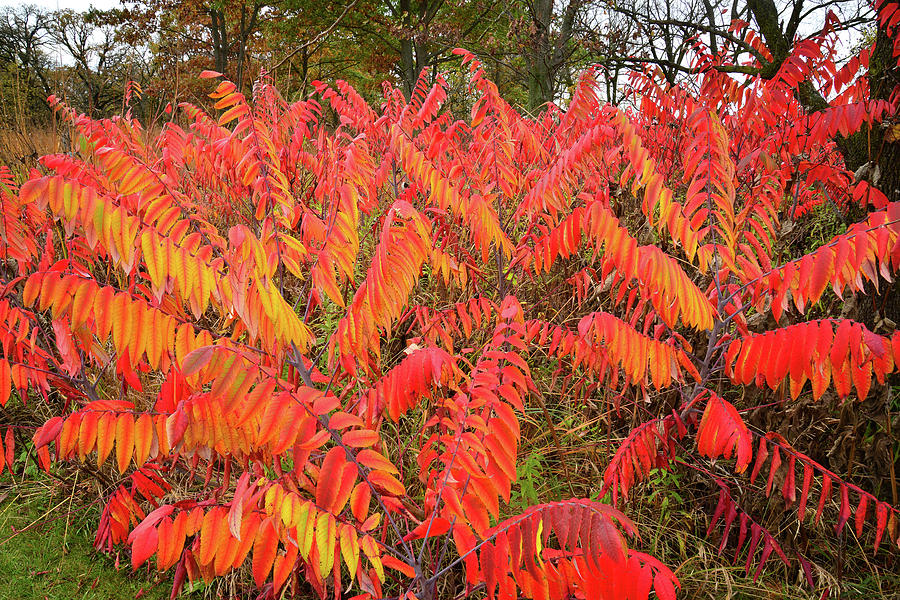Fall Colored Sumac at Severson Dells Nature Center Photograph by Ray Mathis