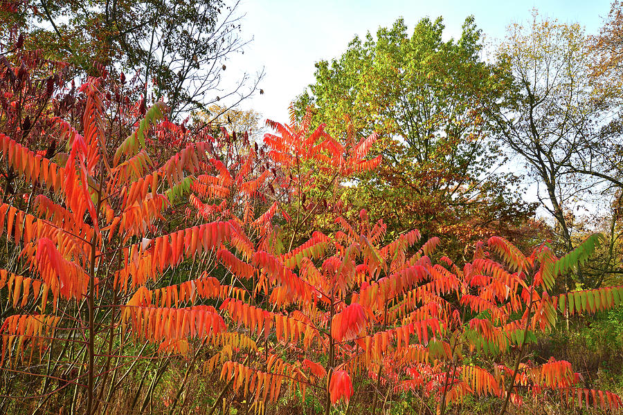 Fall Colored Sumac in Chain-o-Lakes SP Photograph by Ray Mathis