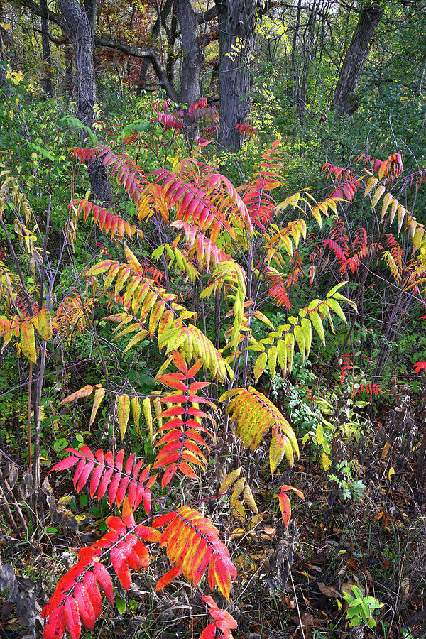 Fall Colored Sumac in Chain-o-Lakes State Park Photograph by Ray Mathis