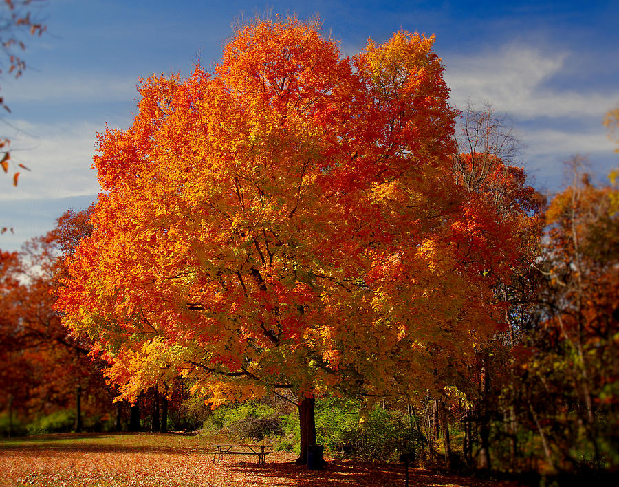 Fall Colors-01 Photograph by Larry Jost - Fine Art America