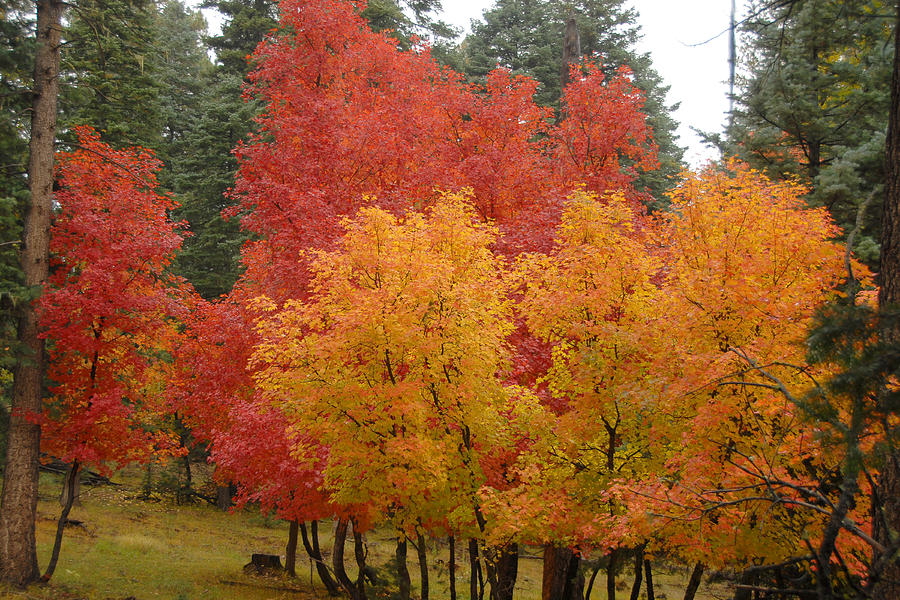 Fall Colors 2 Photograph by Brian Lockett
