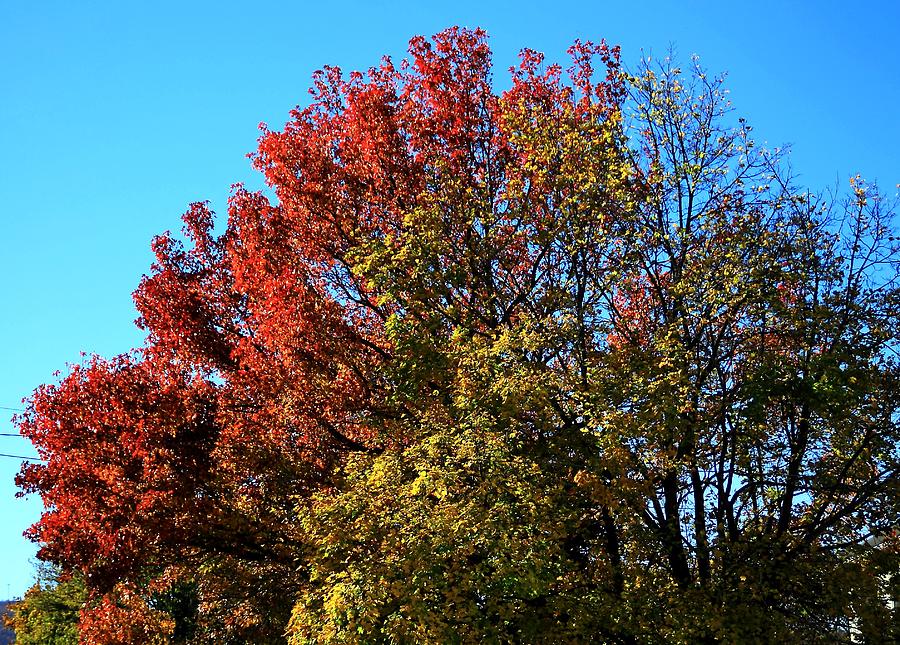 Fall colors 21 Photograph by Karl Rose