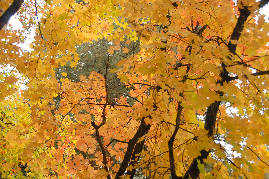 Fall Colors 3 Photograph by Brian Lockett