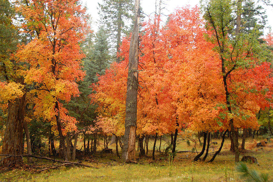 Fall Colors 4 Photograph by Brian Lockett