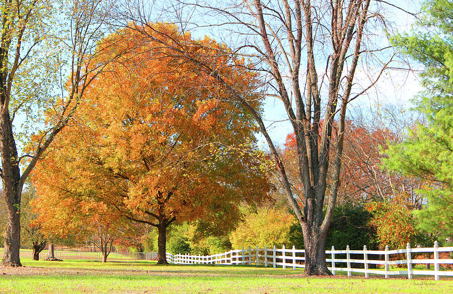Fall Photograph - Fall Colors 497 - Original Photo by Ericamaxine Price