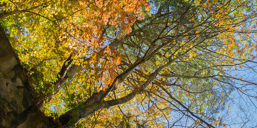 Fall Colors Above Dunbar Cave Photograph by Ed Gleichman