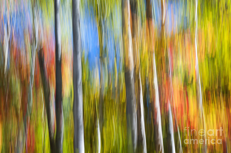 Fall colors abstract Photograph by Elena Elisseeva