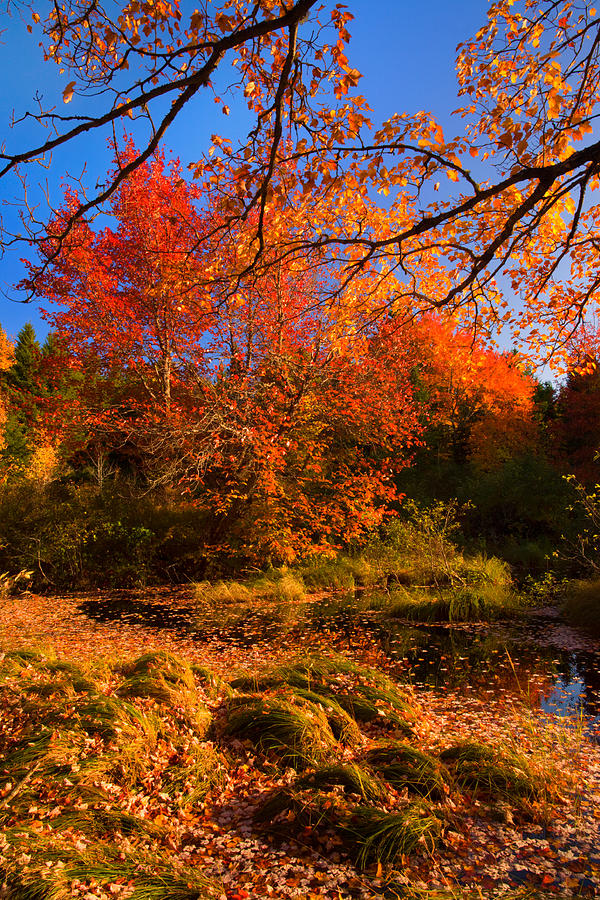Fall Colors Along Atkinson Brook Photograph by Irwin Barrett