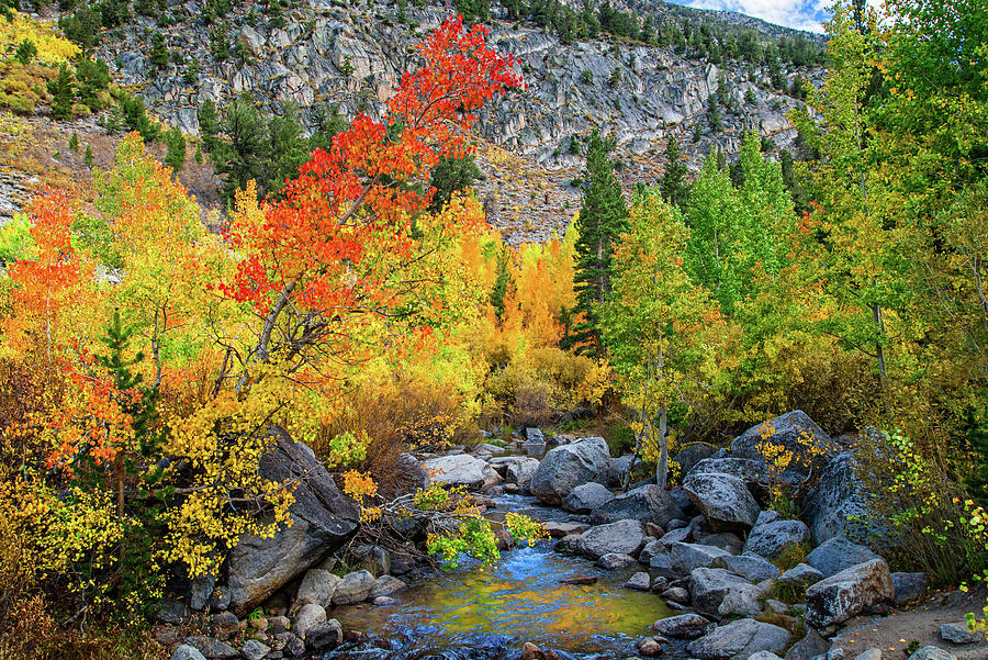 Fall Colors Along Bishop Creek Photograph by Lynn Bauer