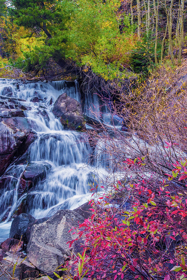 Fall Colors Along Tioga Creek Photograph by Lynn Bauer