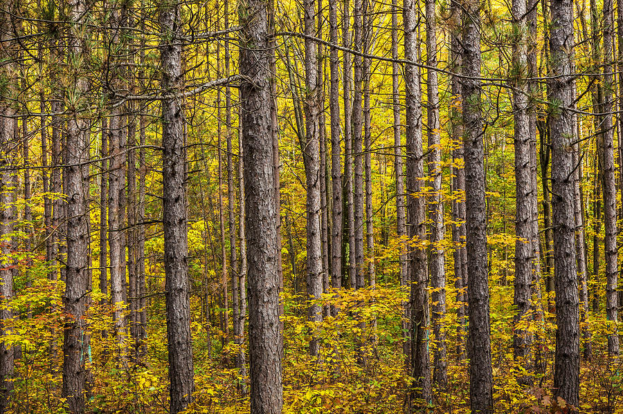 Fall Colors among the Pine Trees Photograph by Randall Nyhof