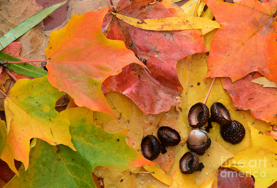 Fall Colors And Acorns Photograph by Kathy M Krause