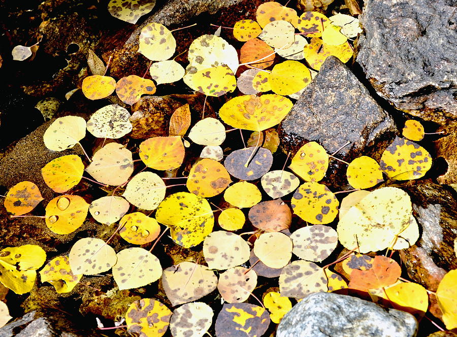 Fall Colors and Aspen Leaves Photograph by Amy McDaniel