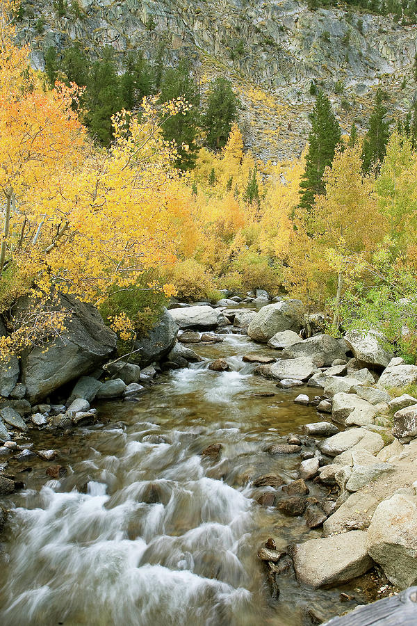 Fall Colors and Rushing Stream - Eastern Sierra California Photograph by Ram Vasudev