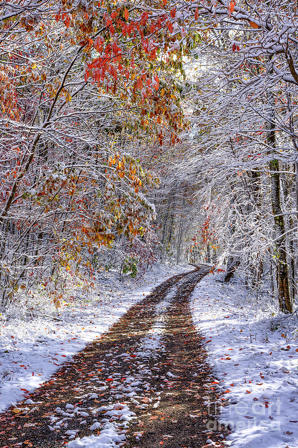Fall Colors and Snow Photograph by Thomas R Fletcher