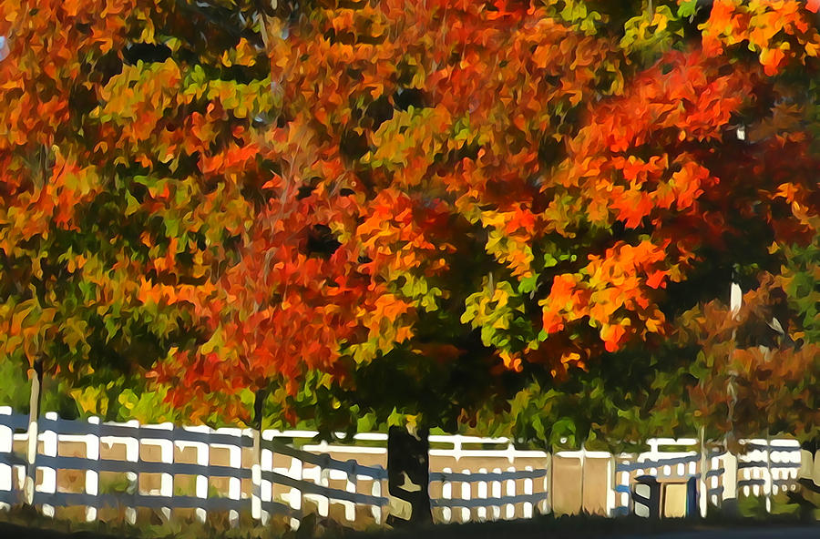 Fall Colors and White Fence Photograph by David T Wilkinson
