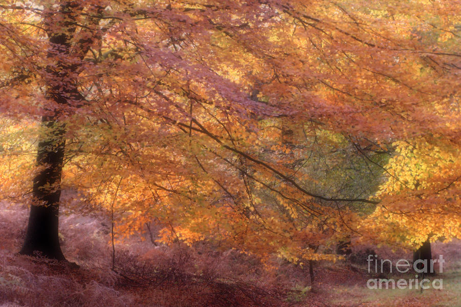 Fall Colors Photograph by Ann Garrett