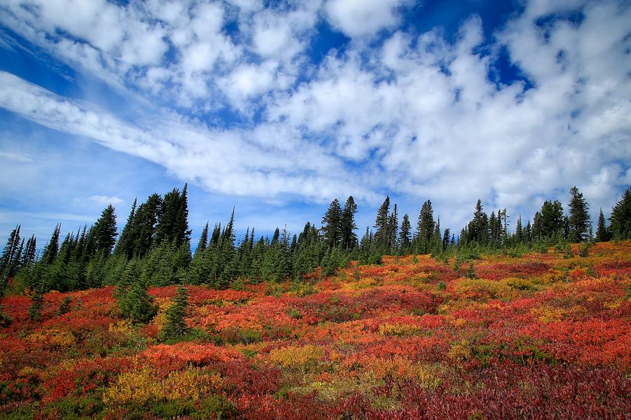 Fall colors at Mount Rainier Photograph by Lynn Hopwood