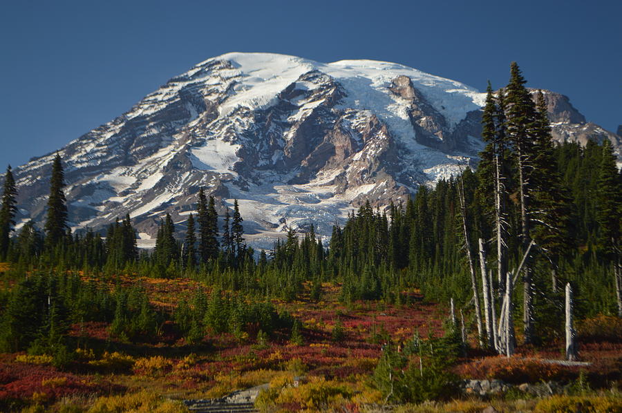 Fall Colors at Mt. Rainier Photograph by Michael Merry