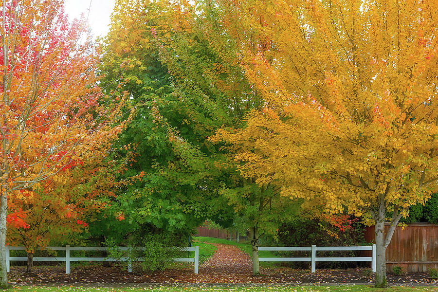 Fall Colors at Park Entrance in Suburban Neighborhood Photograph by David Gn