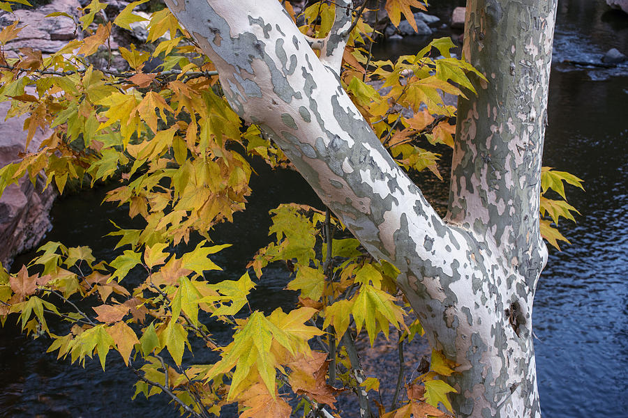 Fall Colors at Slide Rock Arizona- tree bark Photograph by Dave Dilli