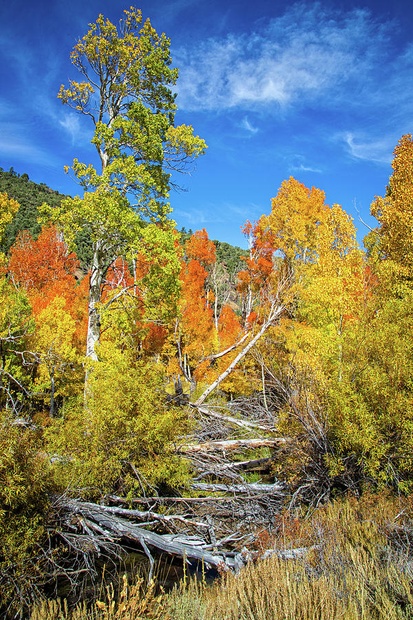 Fall Colors at Summers Meadow Creek Photograph by Lynn Bauer