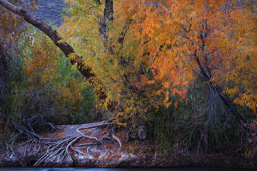 Fall Colors at the Salt River Photograph by Dave Dilli