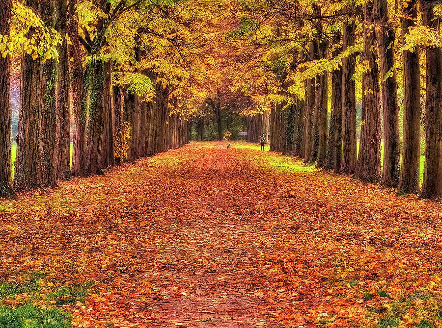 Fall colors avenue Photograph by Roberto Pagani