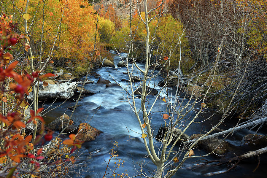 Bishop Creek Photograph - Fall Colors Bishop Creek by Dung Ma
