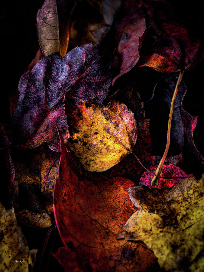 Fall Colors Photograph by Bob Orsillo