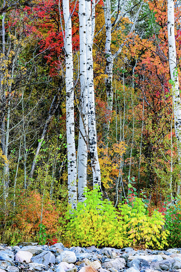 Fall colors by Bryan Carter Fall colors by Bryan Carter