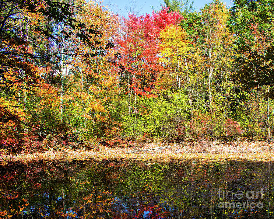 Fall Colors Photograph by Cheryl Del Toro