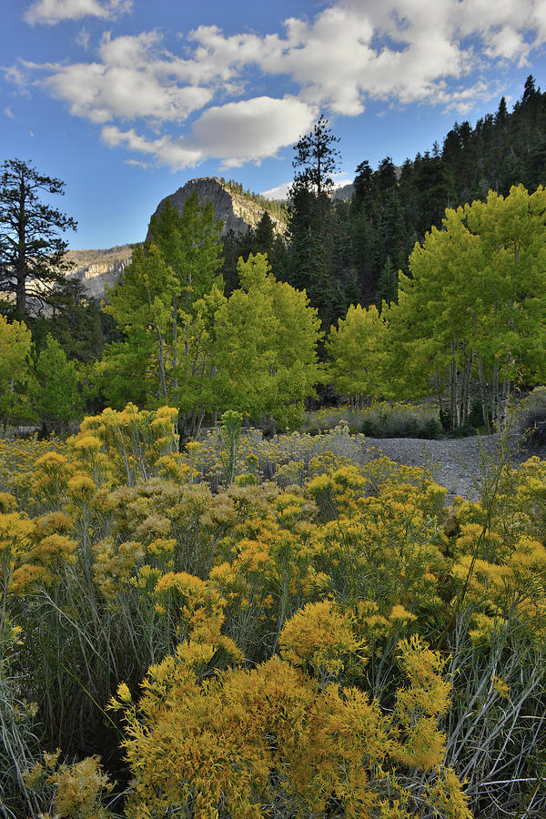 Fall Colors Come to Mt. Charleston in Nevada Photograph by Ray Mathis