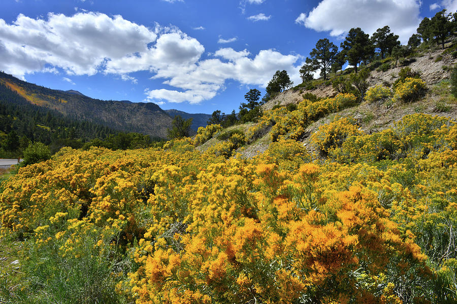 Fall Colors Come to Mt. Charleston Photograph by Ray Mathis