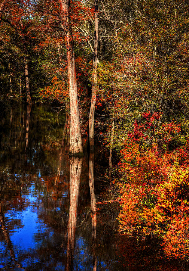 Fall Colors  Photograph by Ester McGuire