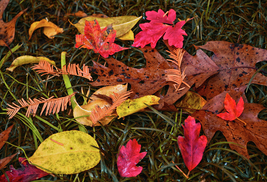 Fall Colors - Fallen Leaves 011 Photograph by George Bostian