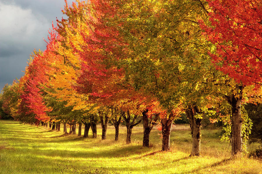 Fall colors by Hans Franchesco Fall colors by Hans Franchesco