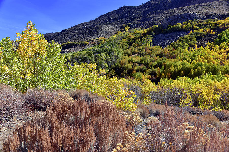 Fall Colors In Bishop Creek  Photograph by Dung Ma