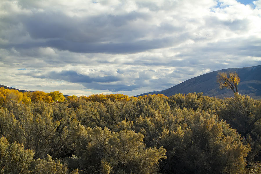 Fall Colors in Carson City, Nevada Photograph by Waterdancer 