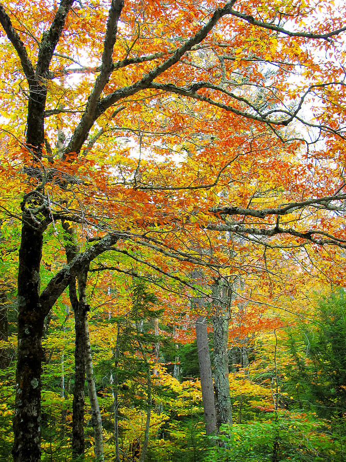 Fall Colors Photograph - Fall Colors in Maine 1 by Jonathan Hansen Fall Colors Photograph - Fall Colors in Maine 1 by Jonathan Hansen