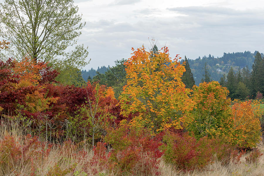 Fall Colors In Oregon Photograph