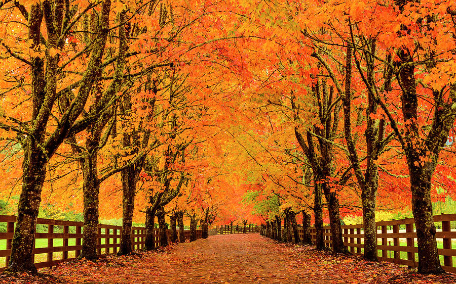 Fall Colors in Snoqualmie, WA Digital Art by Michael Lee