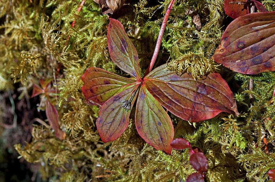 Fall Colors in Spring - Bunchberry Photograph by Cathy Mahnke