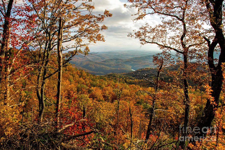 Fall Colors in the Cherokee National Forest Photograph by Barbara Bowen