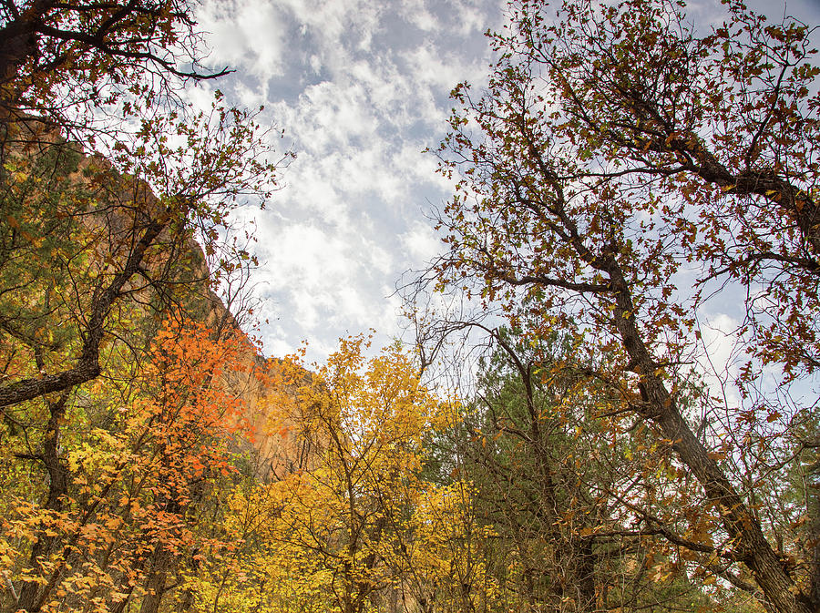 Fall colors in the desert Photograph by Kunal Mehra