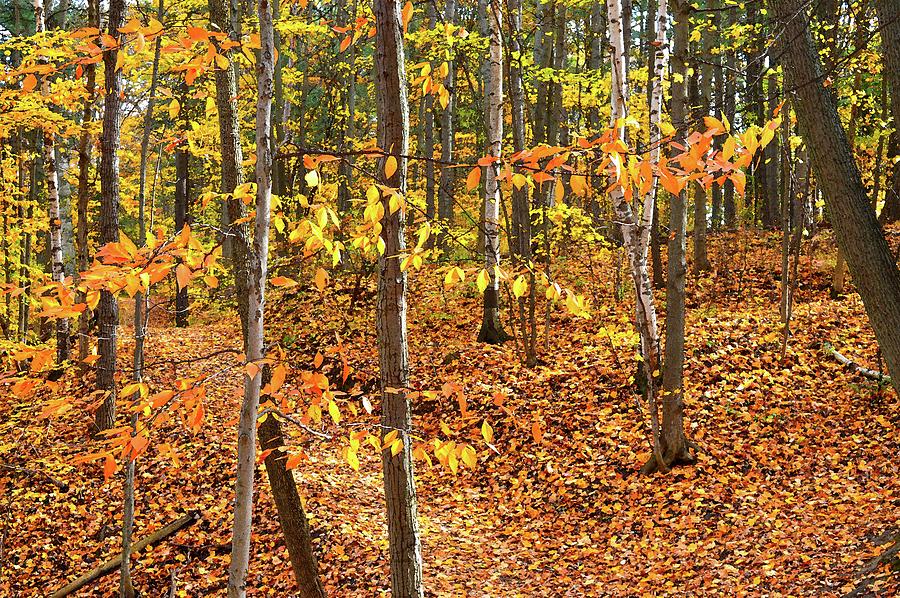 Fall Colors In The Forest Three  Digital Art by Lyle Crump